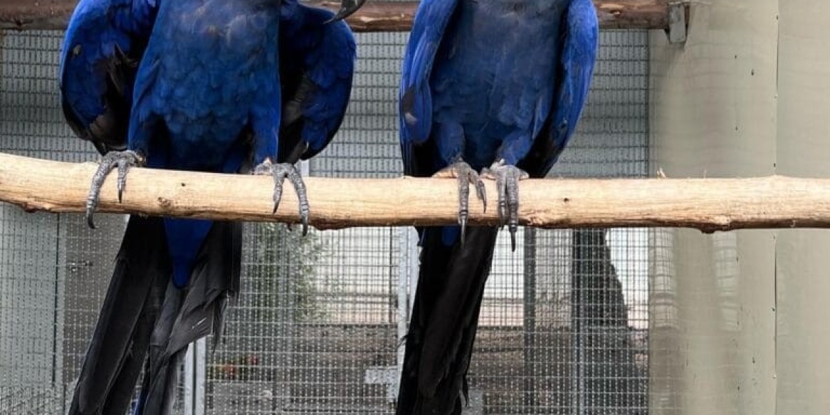 Finding a Macaw for Sale Near You: What You Need to Know